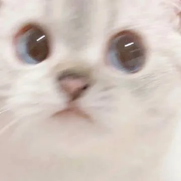 도묘