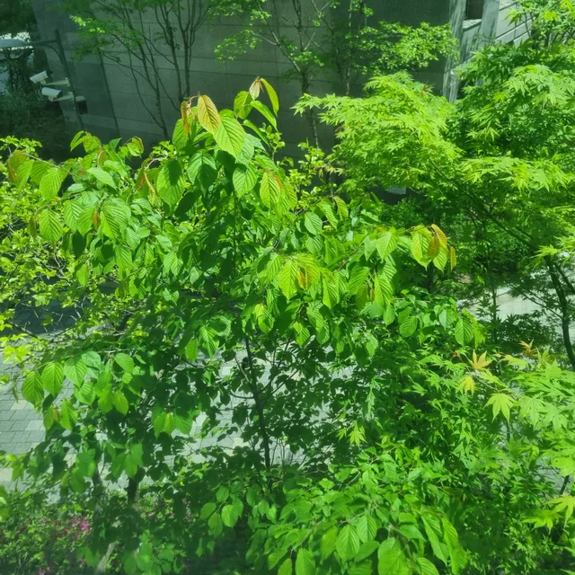 금빛햇살