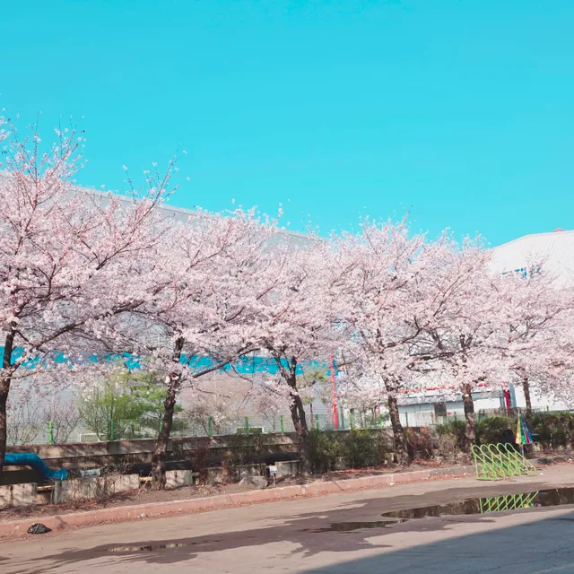 보라마음
