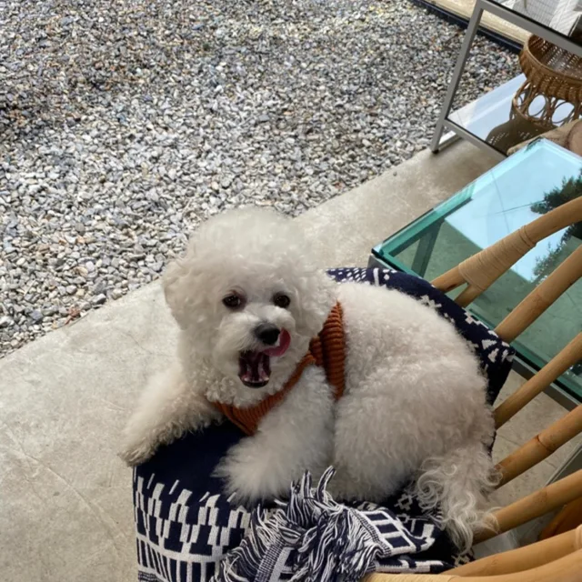 폴리테루