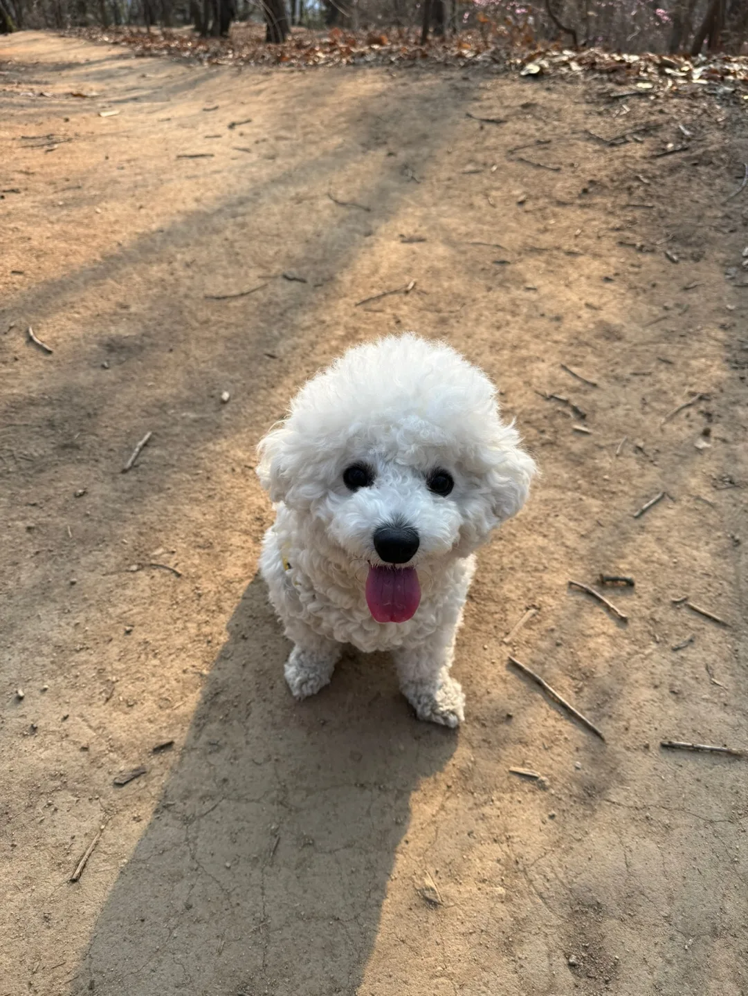 숑이달려우다다닥