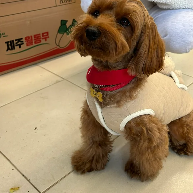 모모랜드