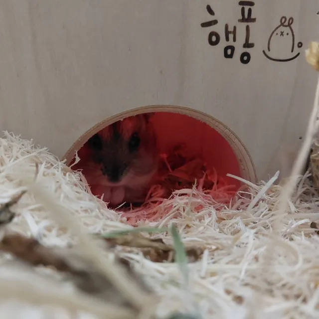 예삐