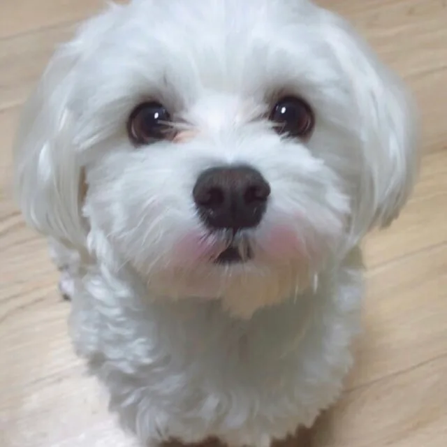 둥이
