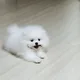 제주흙당근