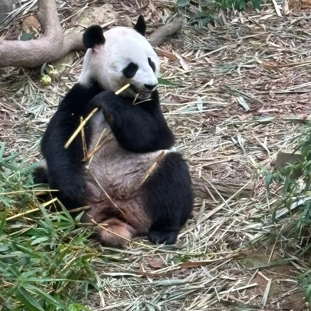 짱구아빠