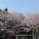 호시
