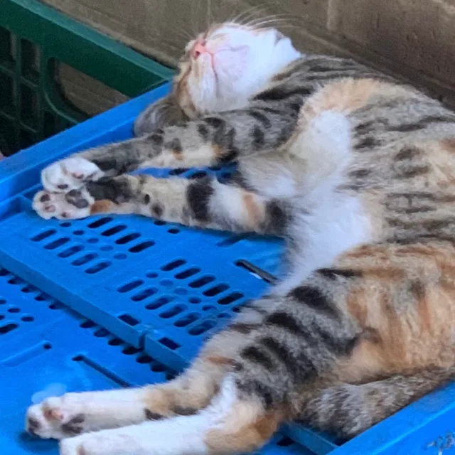 곧은렌지