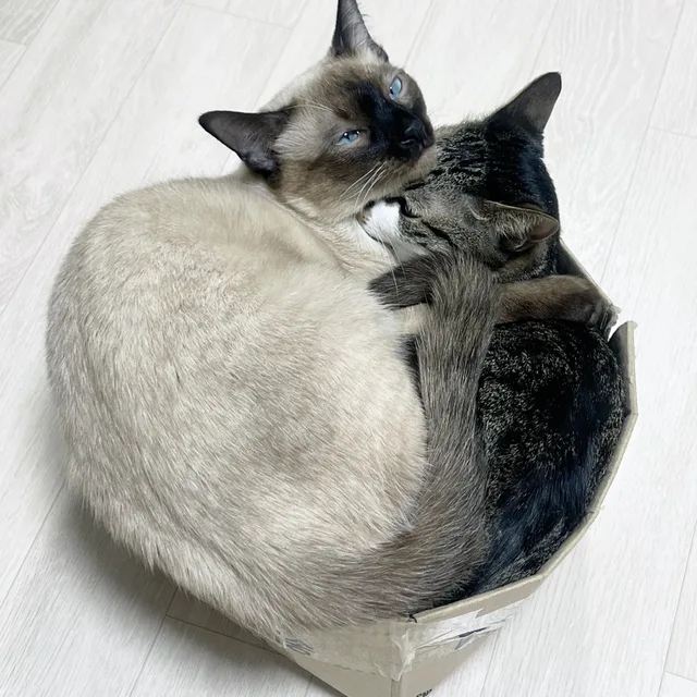 평강공주