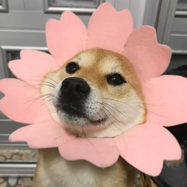 당근당근