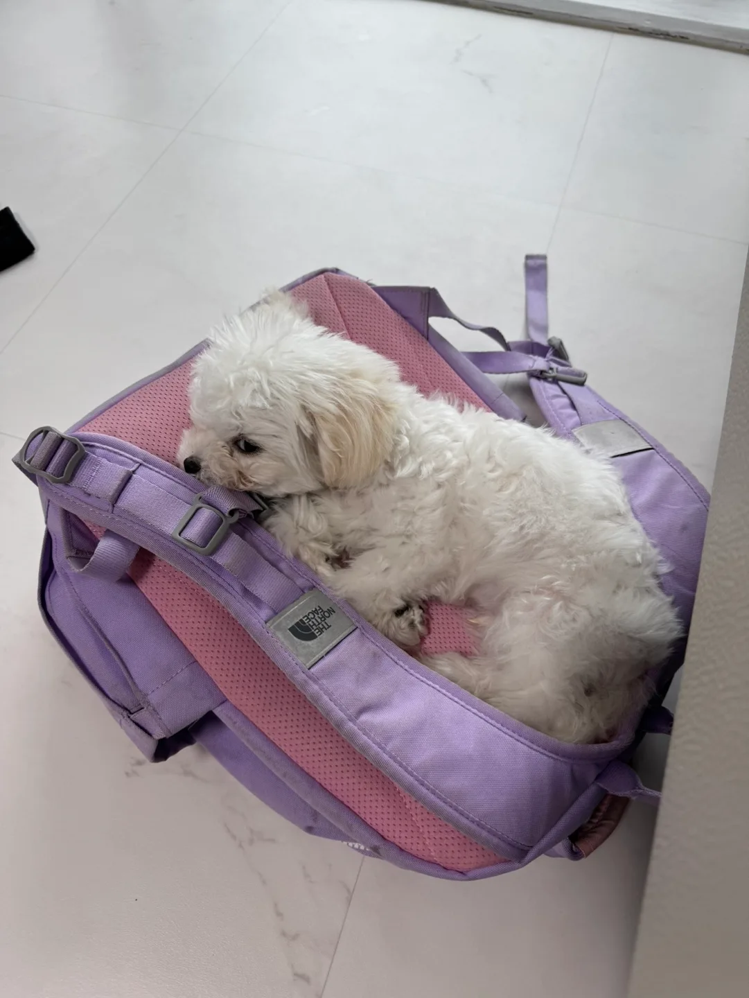 림이민이네