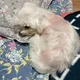 댕댕이
