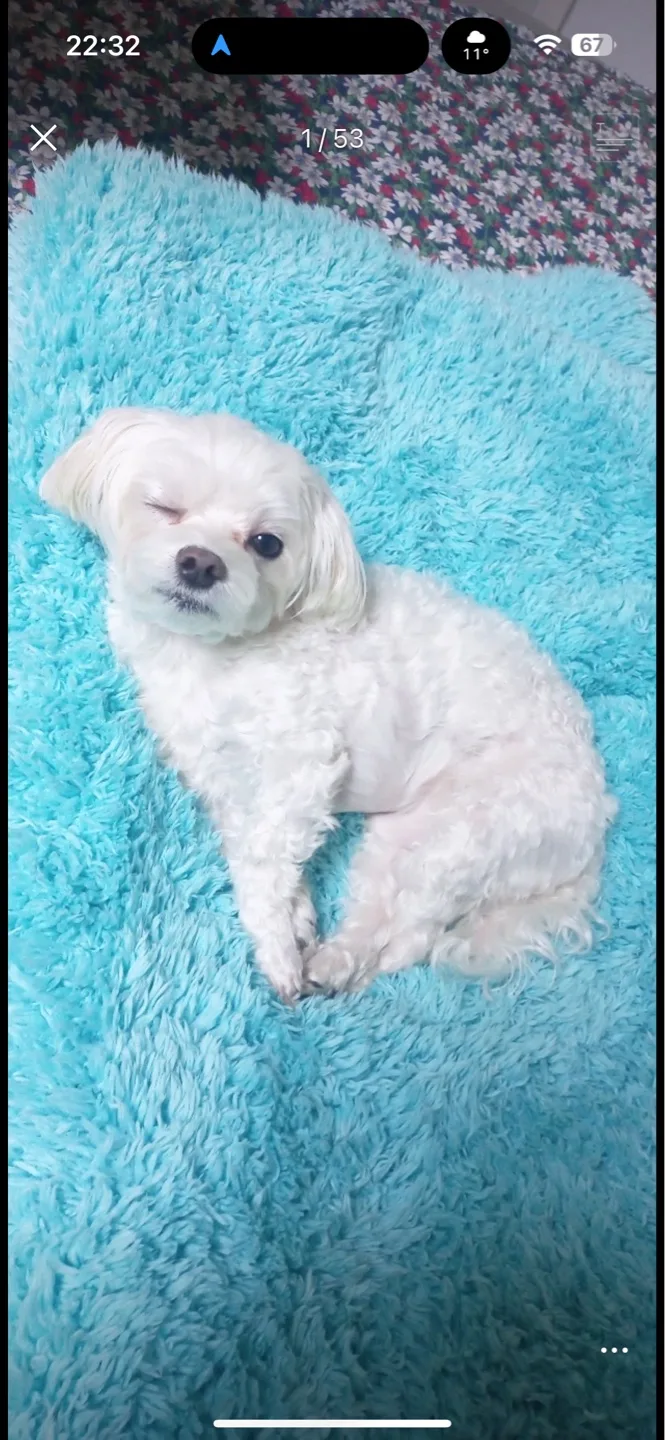 낭만북극곰