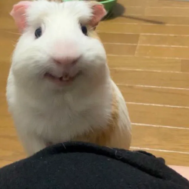 학씨