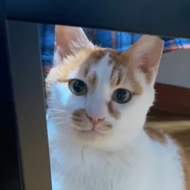 체체