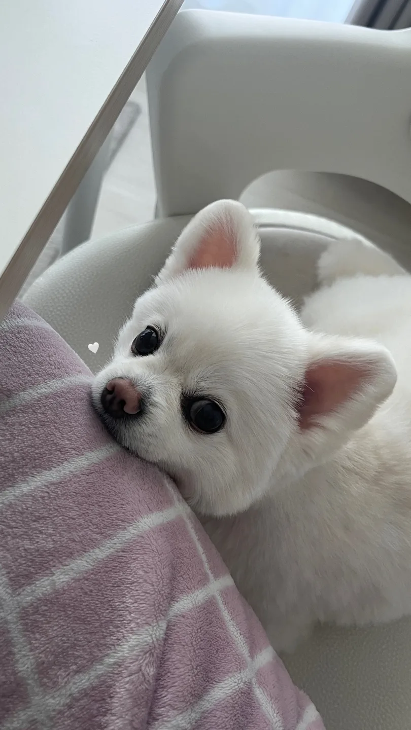 쮸리