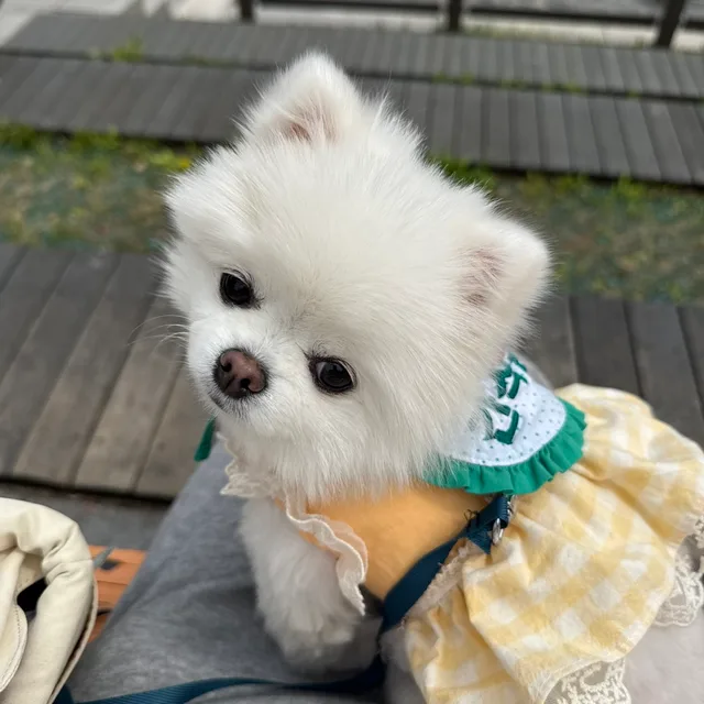 달콩이