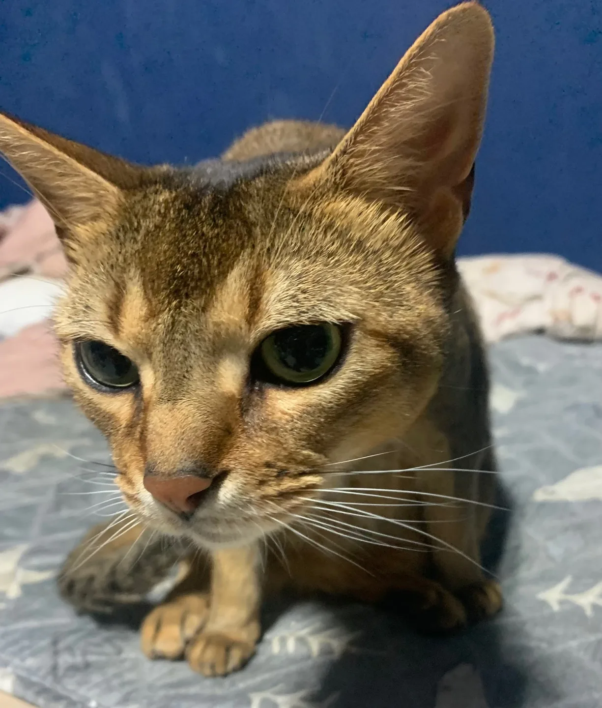 지민