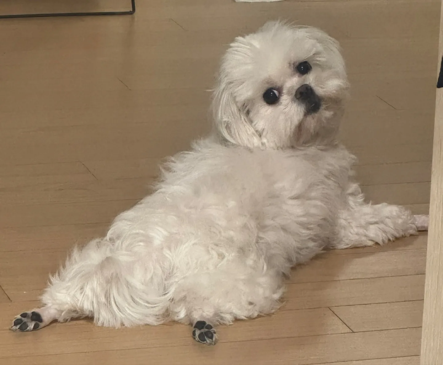 댕뽀