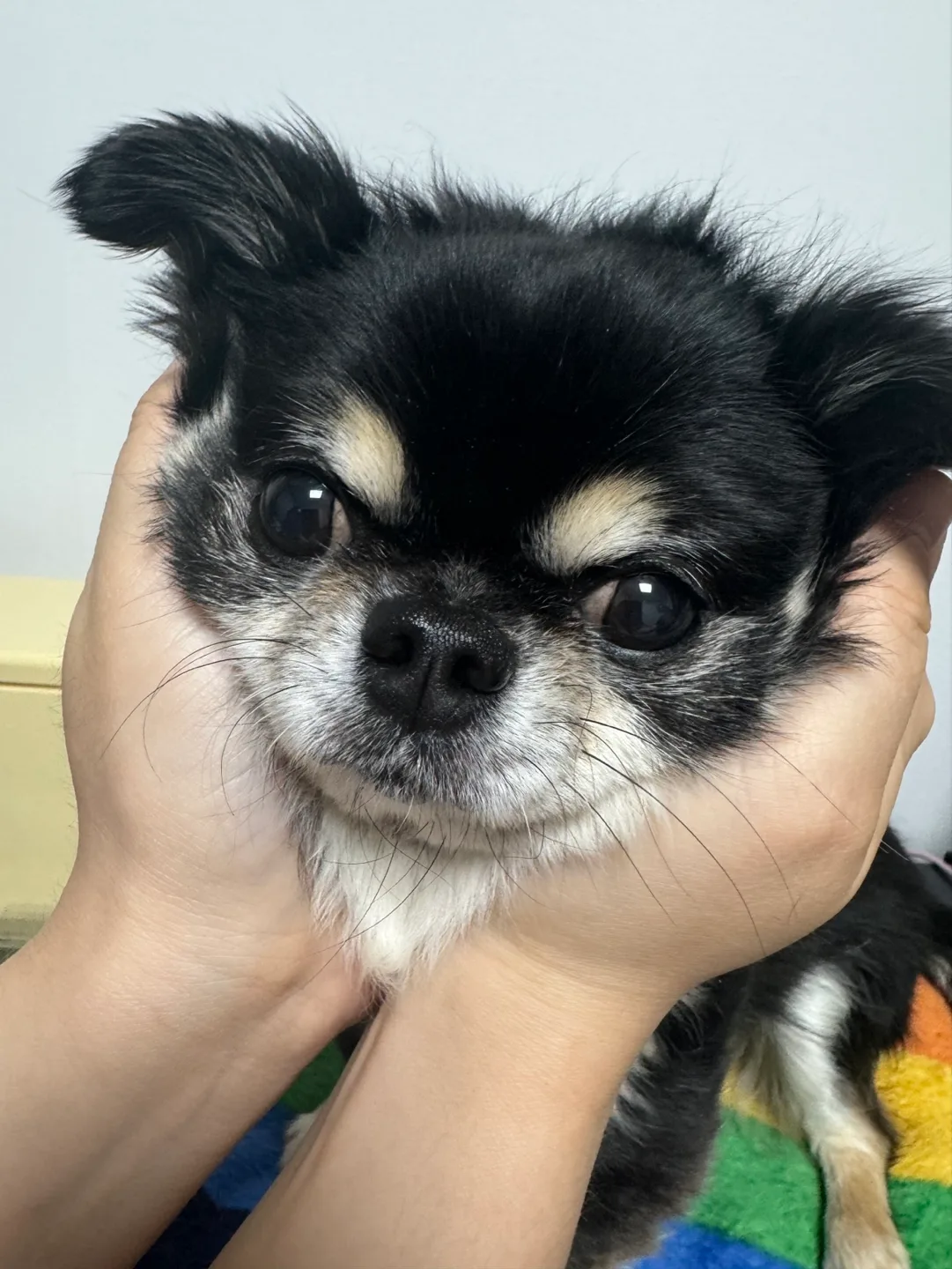 탄이빠