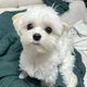 세삼