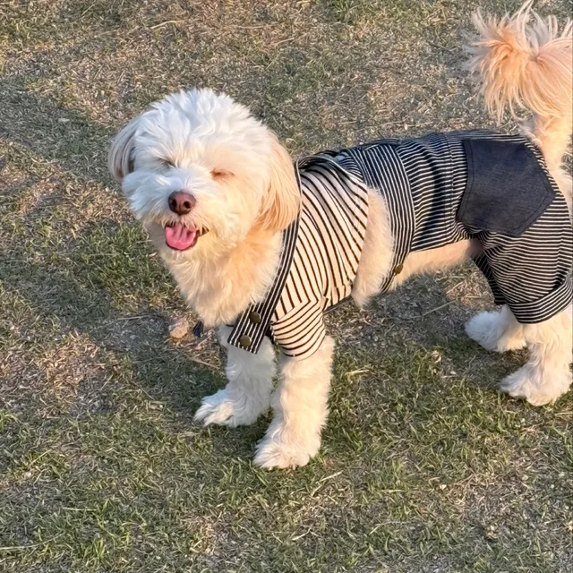 주월동너구리