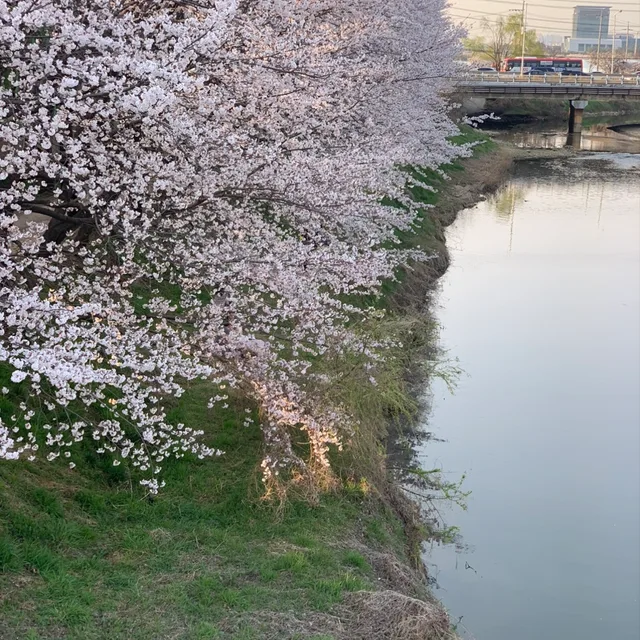 햄린