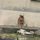 네고왕