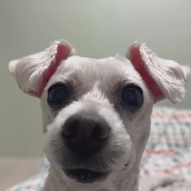댕바라기