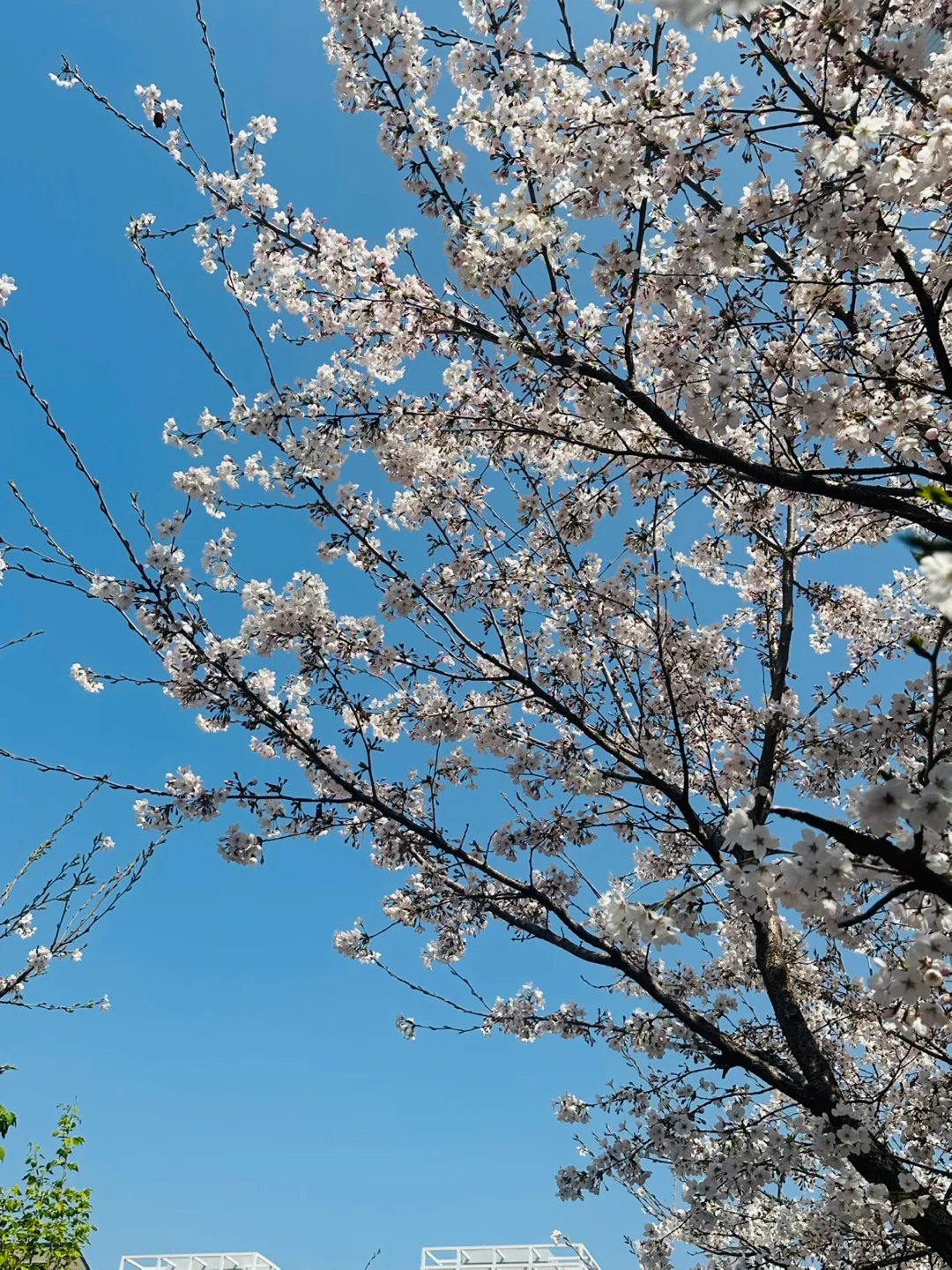 봄이좋아