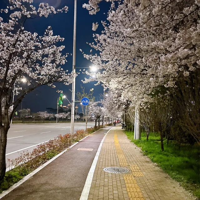 샐리두