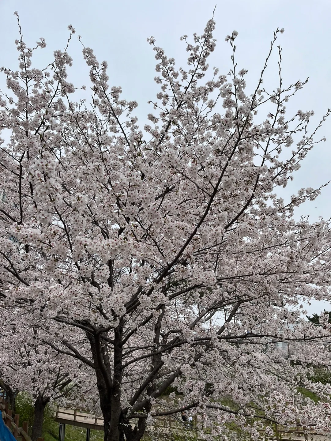 앙팡