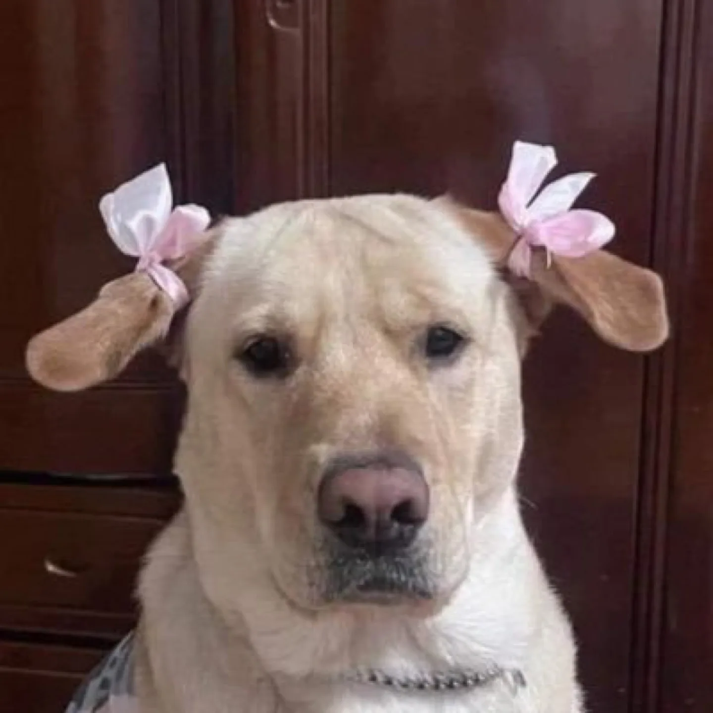 뿌꾸
