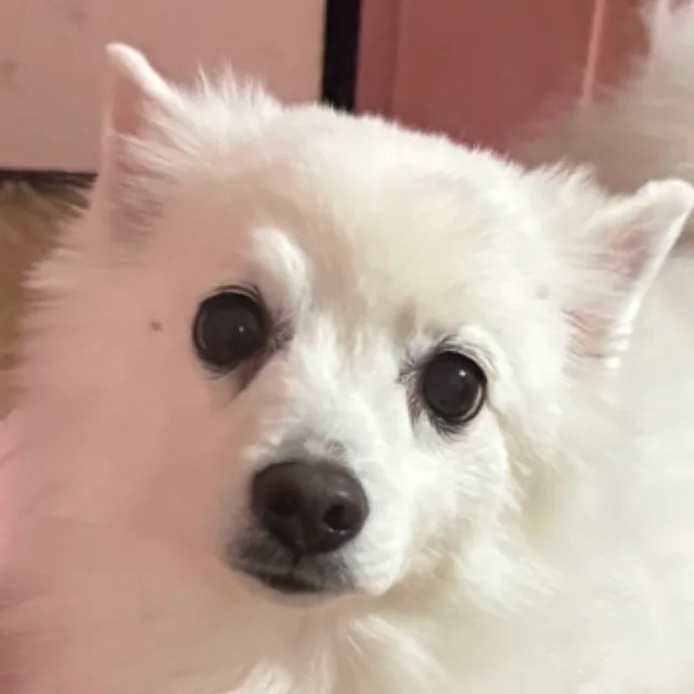 오로라