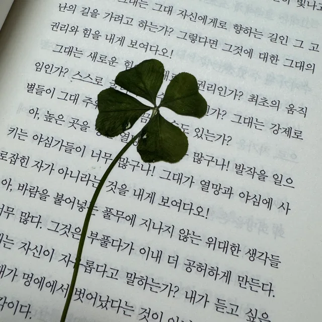 복숭아녹차