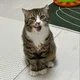 단호야옹