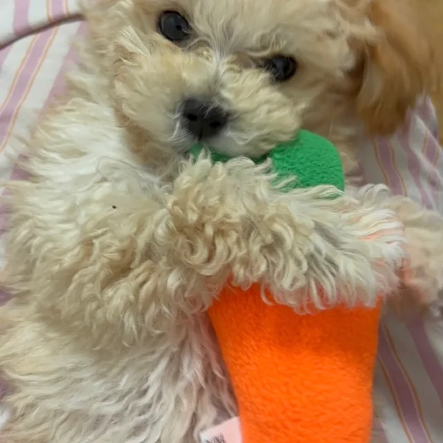 주황당근