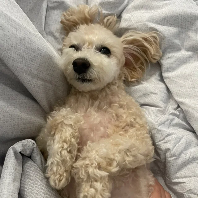 미스터콩