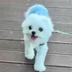 흰둥이사랑해