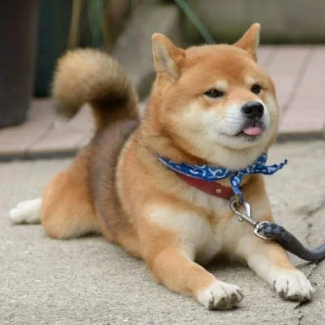 바겐이