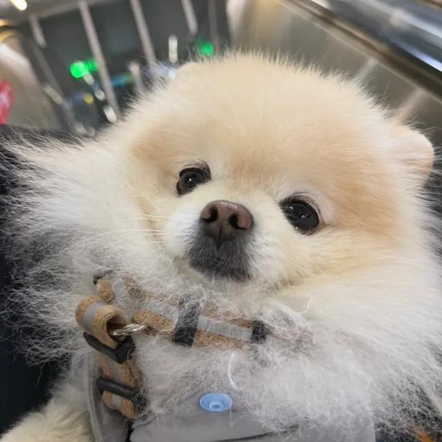 룽지누나