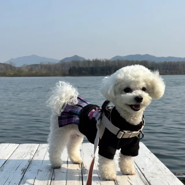 도담