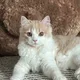 정동