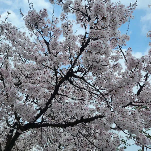 붉은장미