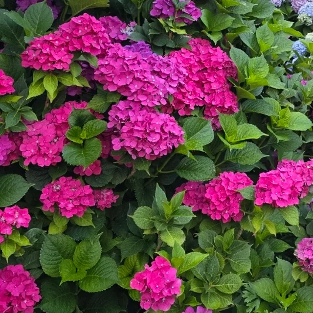 두호동72