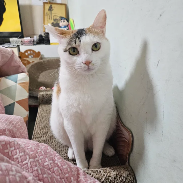 애옹이