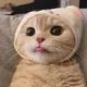 냥냥이