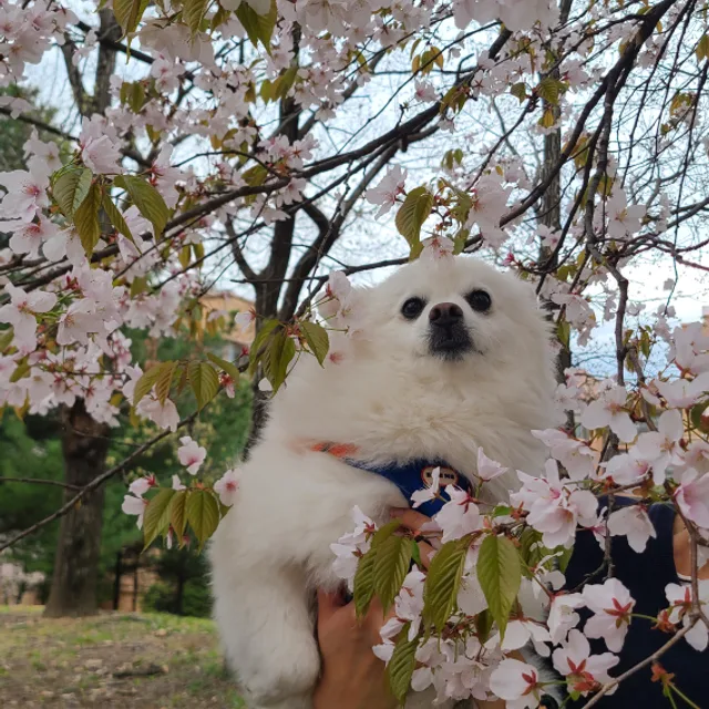 단츄언니