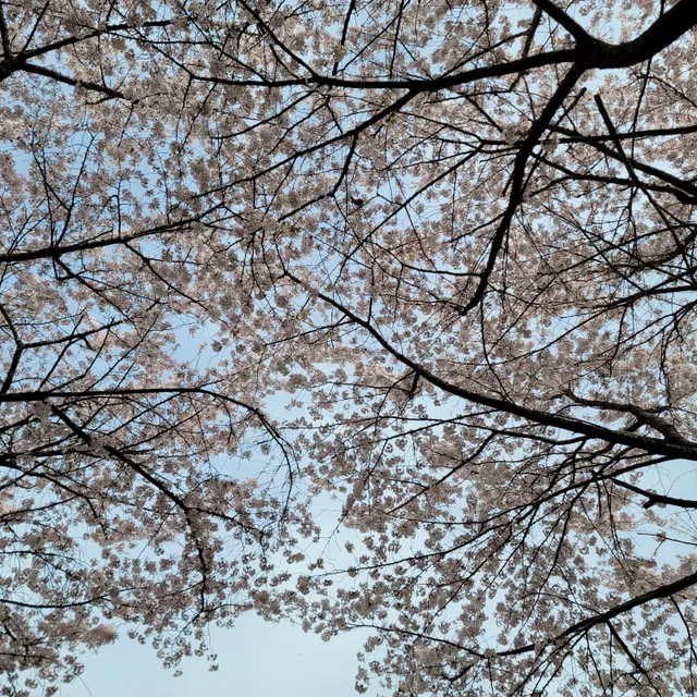 처음처럼