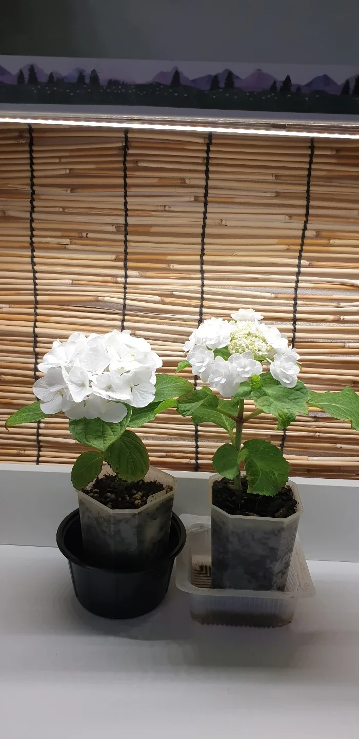 네고없는라띠